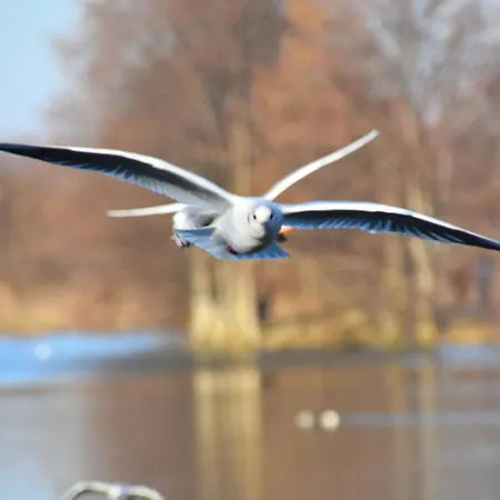 Le Bon Pressoir De - Lesparisnormands *