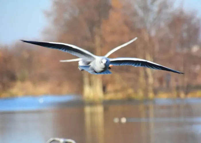 Le Bon Pressoir De - Lesparisnormands *